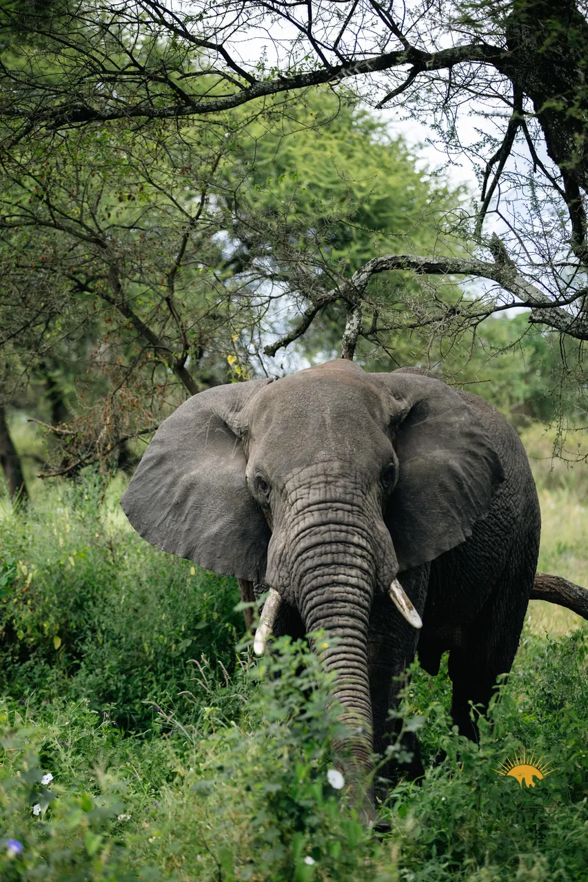 Elephant among the foliage